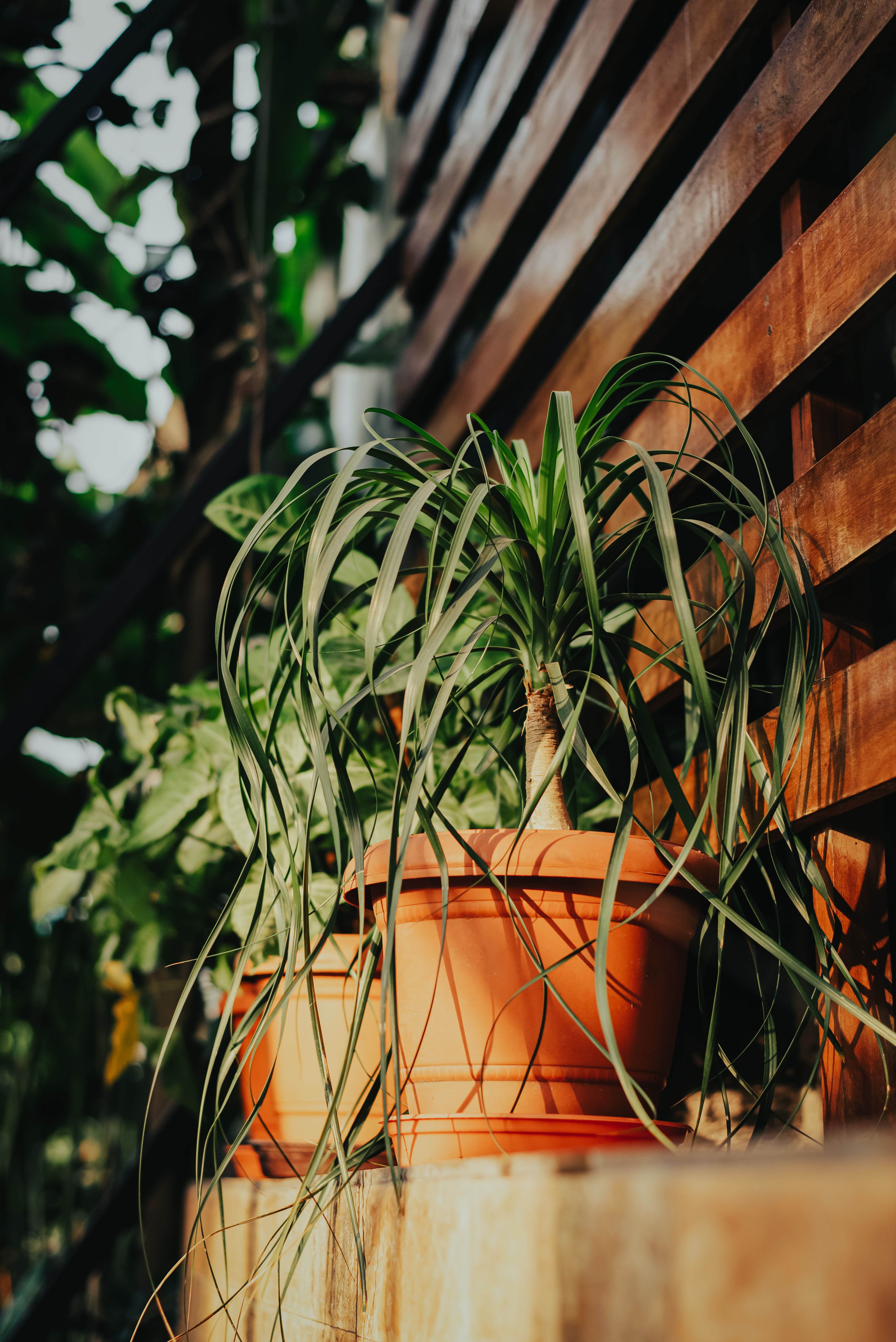 Potted ponytail palm plant