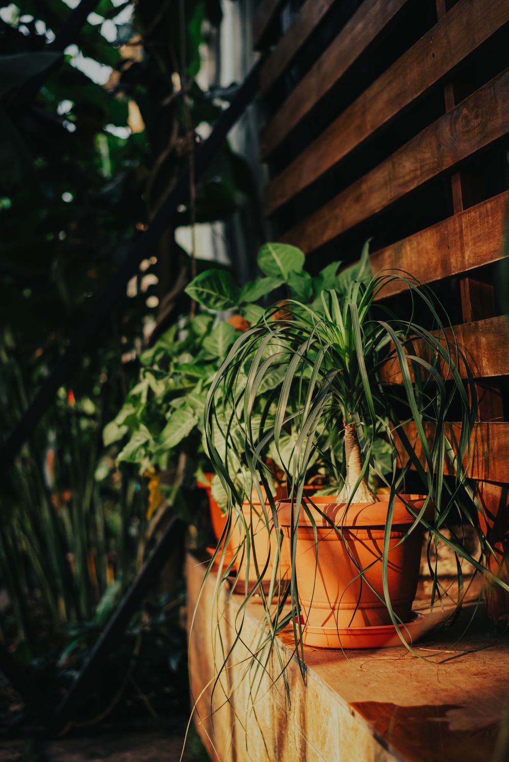 Collection de plantes en pots de terre cuite dans une lumière chaude
