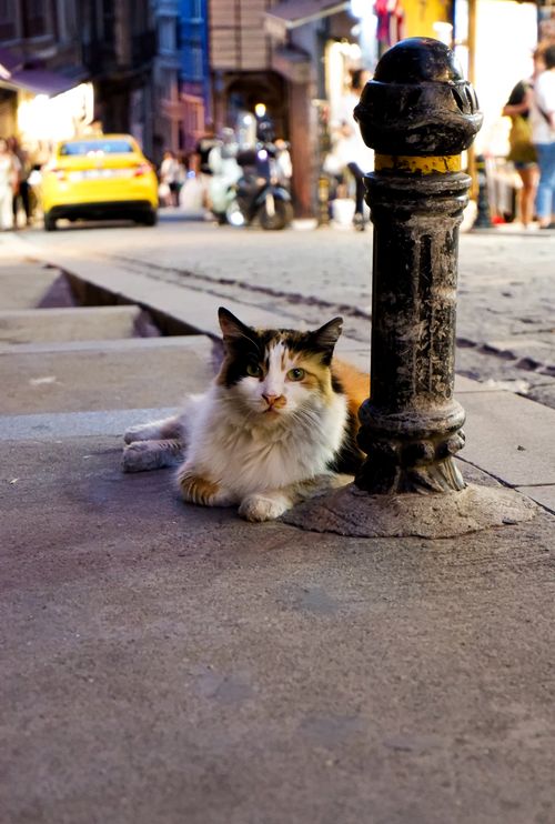 Free A tricolor cat relaxing beside a bollard on a bustling Istanbul street. Stock Photo