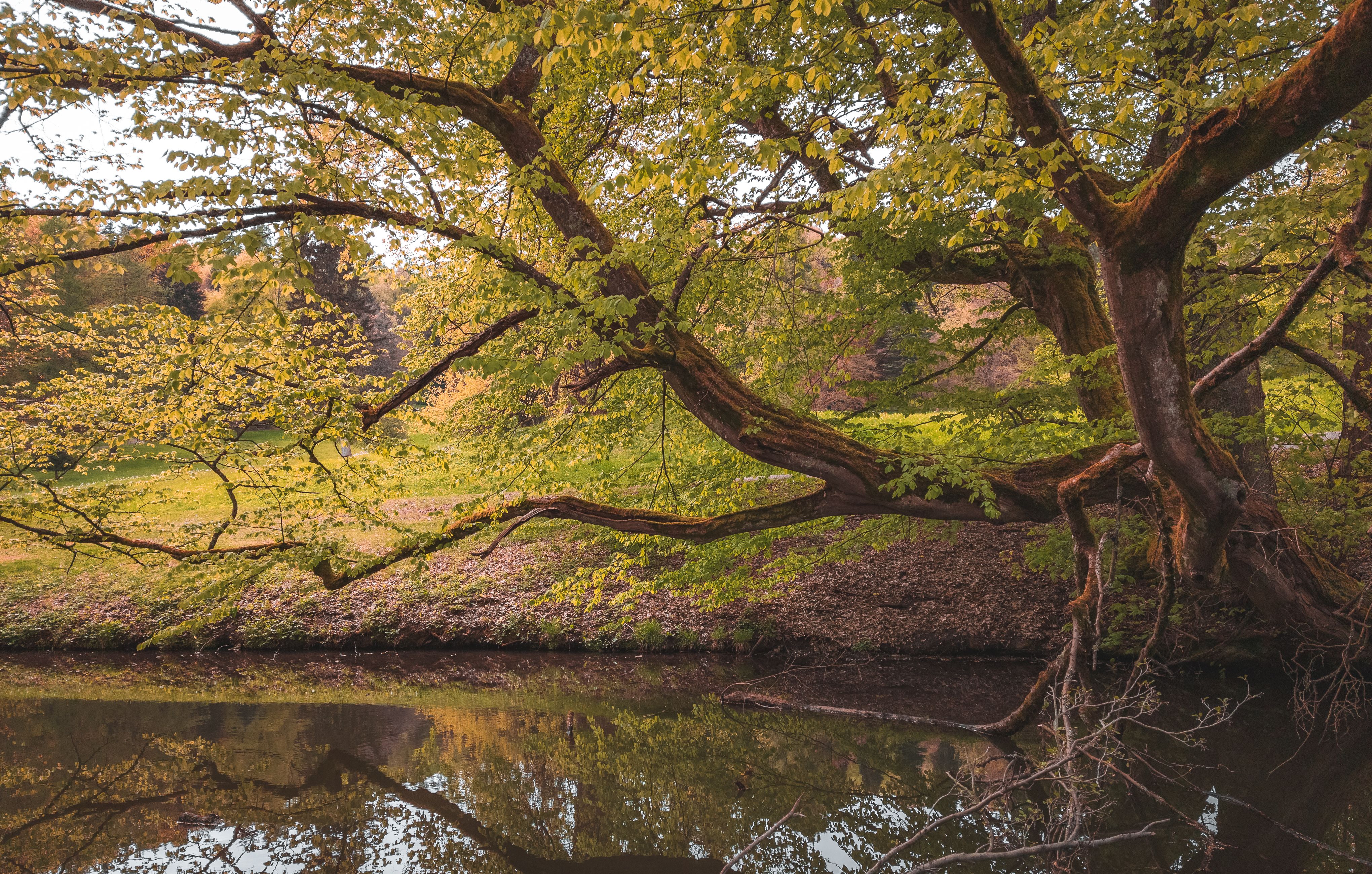 Serene Green Landscape with Reflective Pond · Free Stock Photo