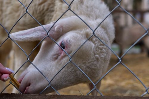 Free                                Sheep Stock Photo