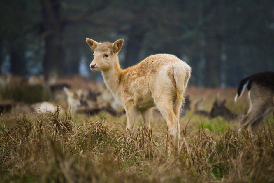 A young fallow deer stands alert in a natural woodland setting.