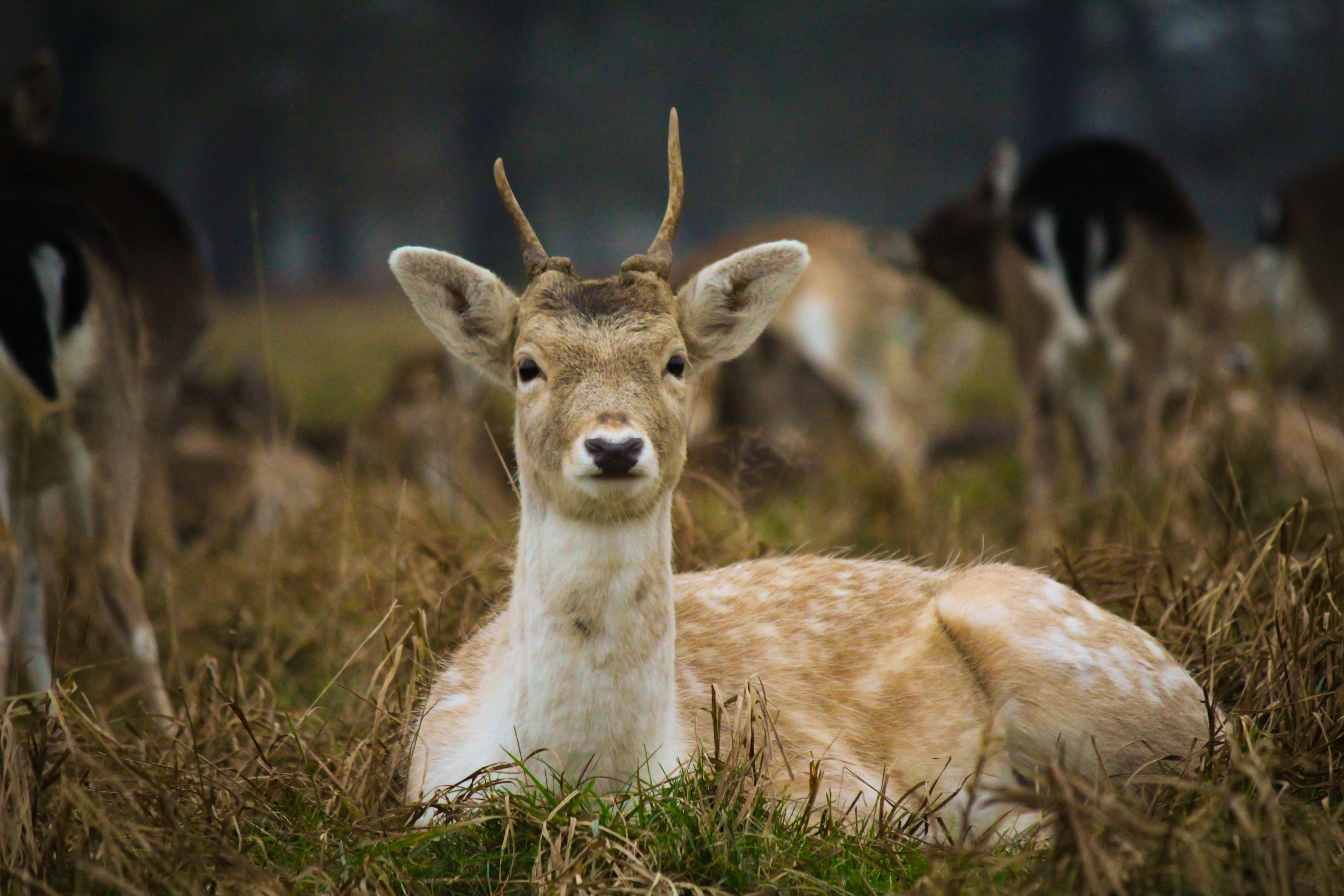 Portrait of a Fallow Deer in Natural Habitat · Free Stock Photo