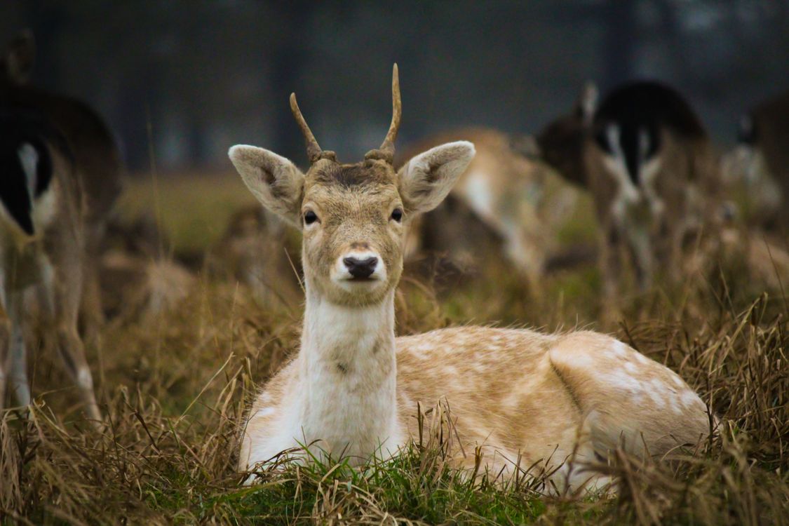 Portrait of a Fallow Deer in Natural Habitat · Free Stock Photo