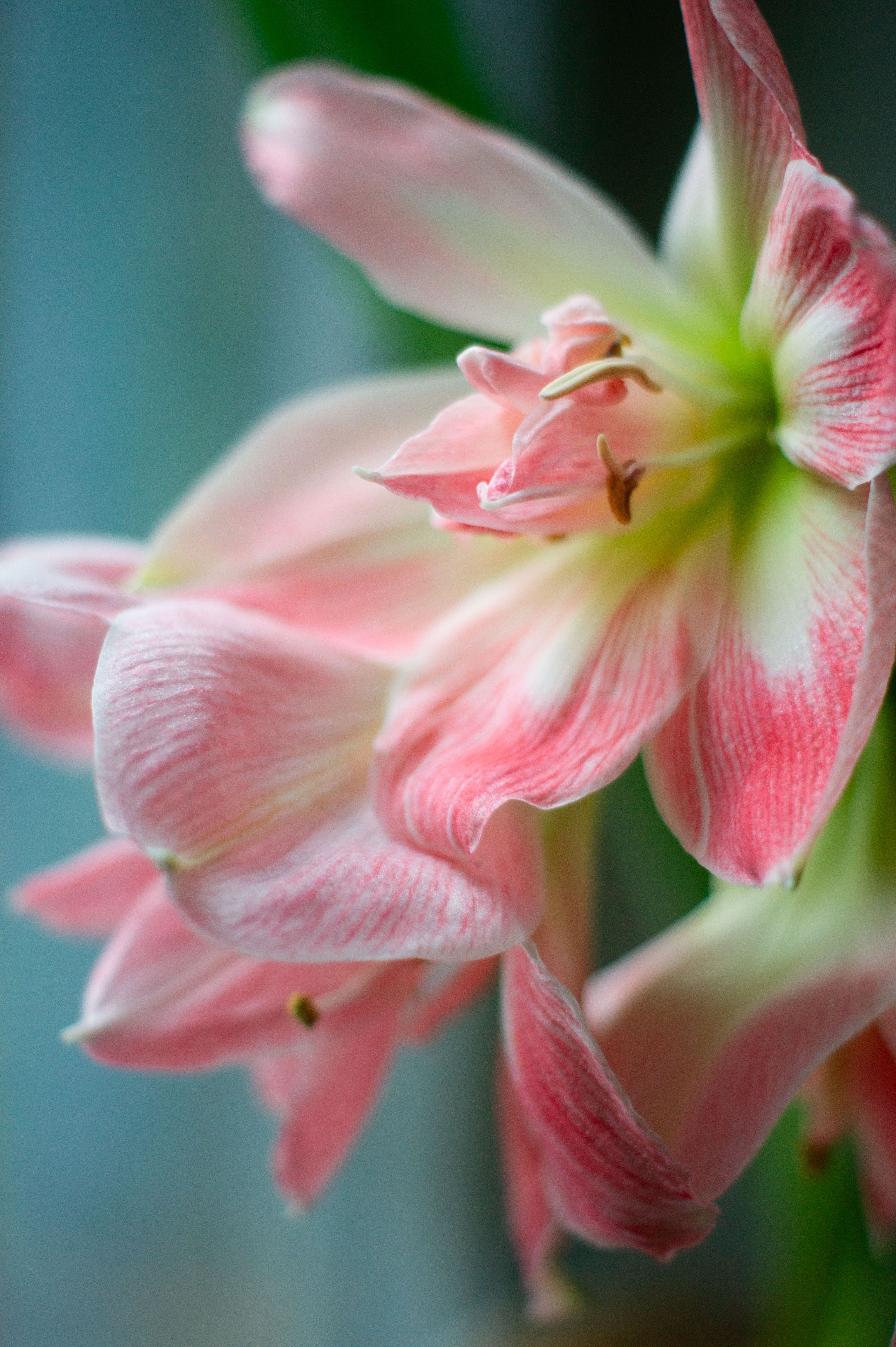 Amaryllis christmas decoration