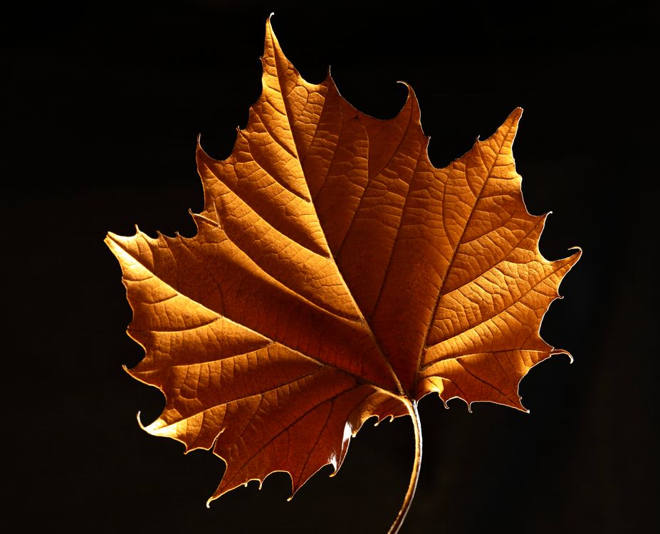 Close-up of an Autumn Maple Leaf on Black Background · Free Stock Photo