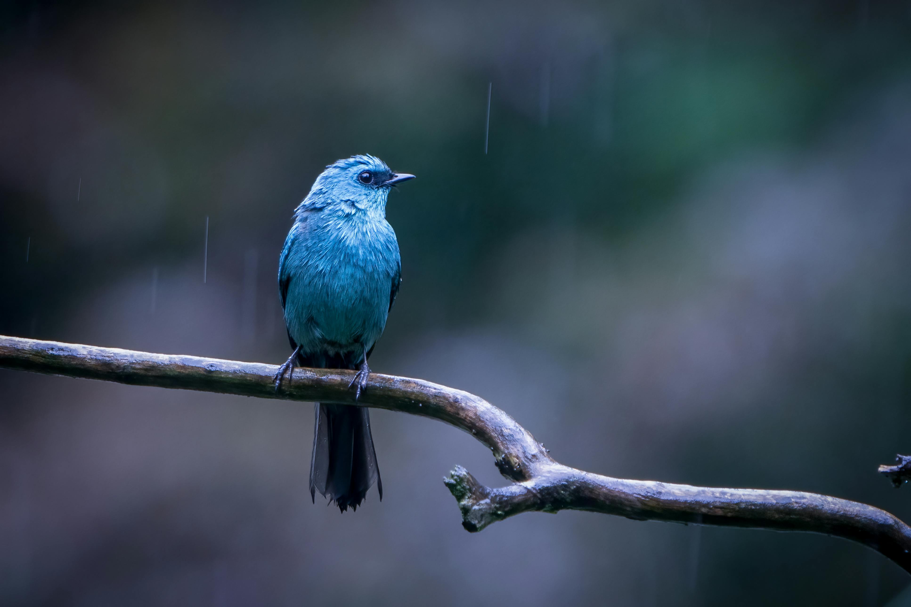 A striking blue bird sits poised on a branch amidst gentle rain, capturing tranquility.
