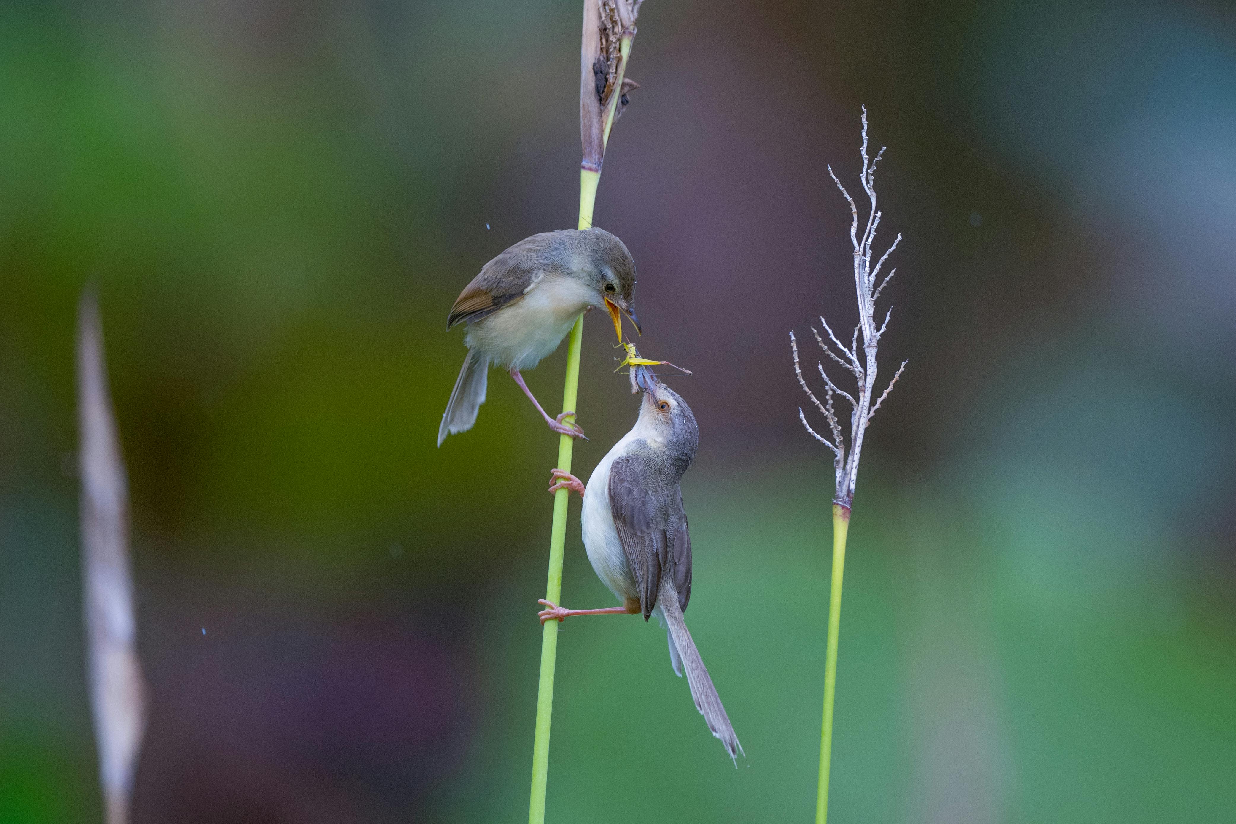 Intimate Moment Between Two Small Birds on a Reed · Free Stock Photo