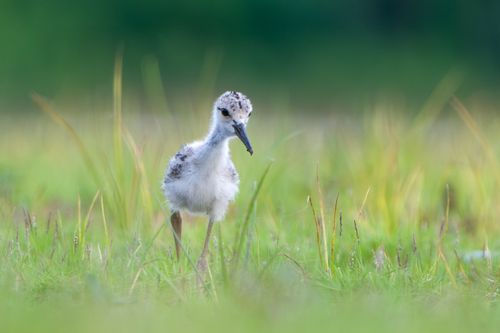 Free Close-up of a fluffy baby bird in a vibrant grassy field, showcasing nature's innocence. Stock Photo