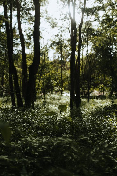 Free Tranquil forest scene with sunlight filtering through lush trees in Duplo Céu, Brazil Stock Photo