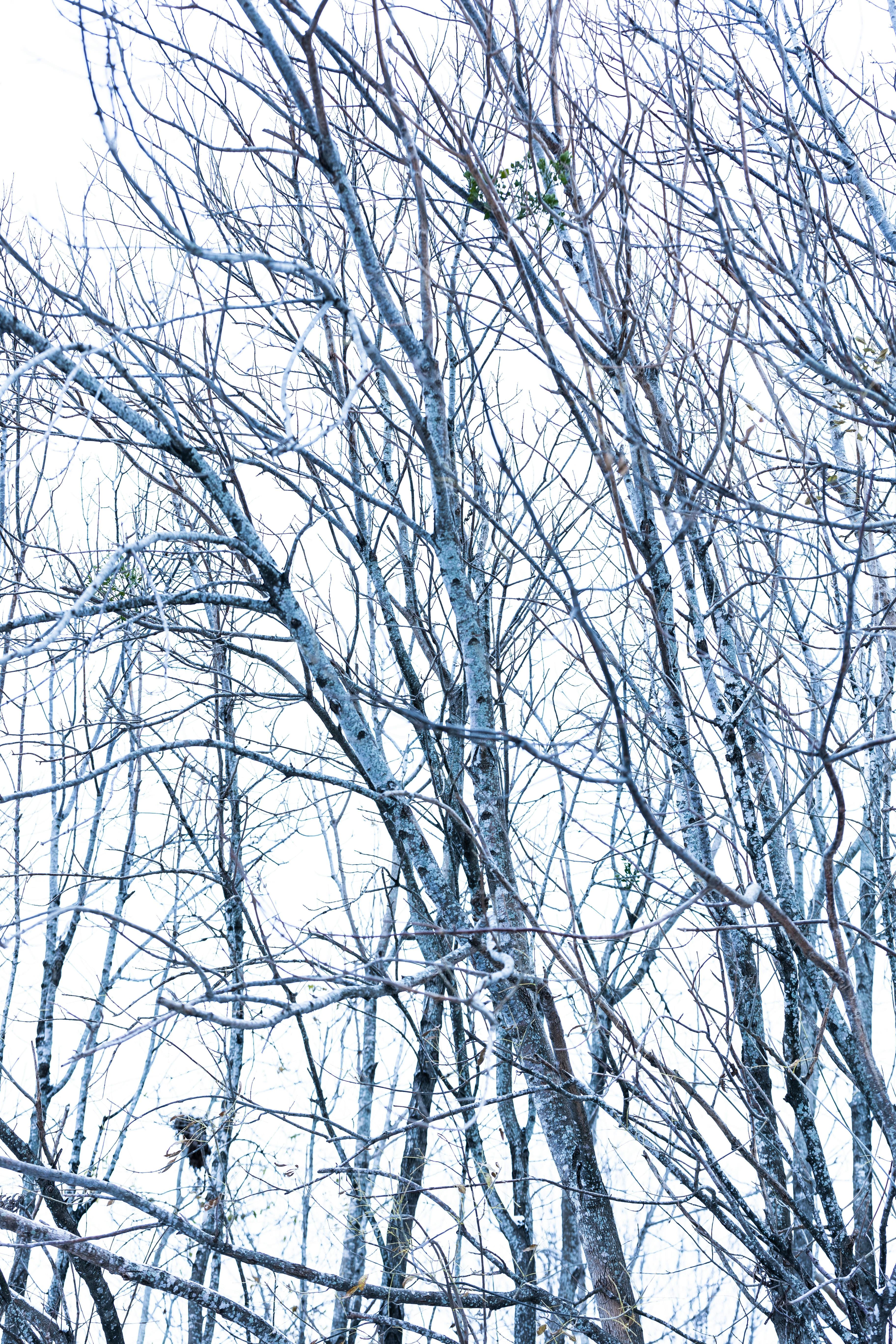 Bare branches of trees in winter against a bright, overexposed sky.