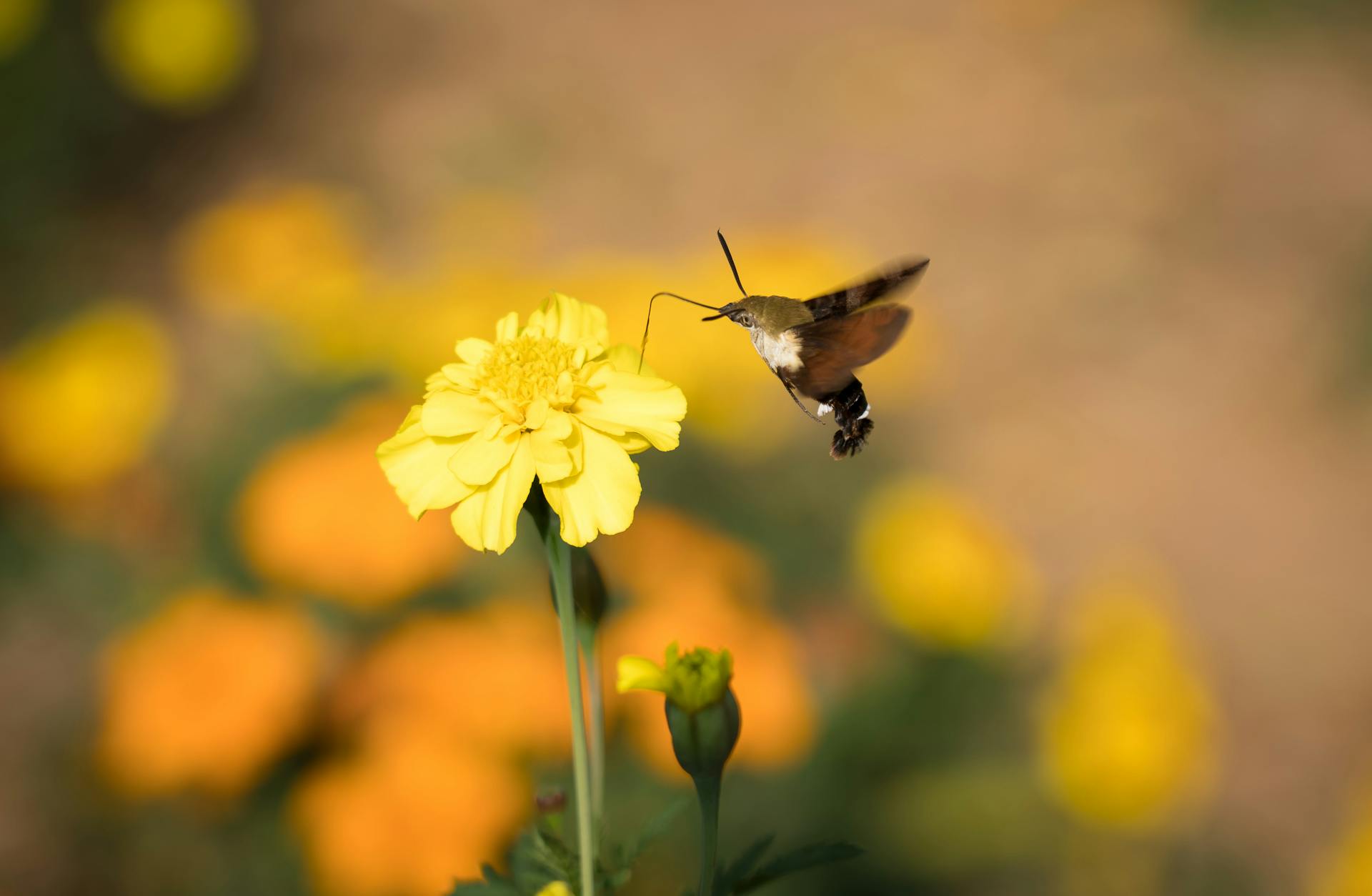 A hummingbird hawk-moth hovers near bright marigolds in Dalian, China, showcasing natural beauty.