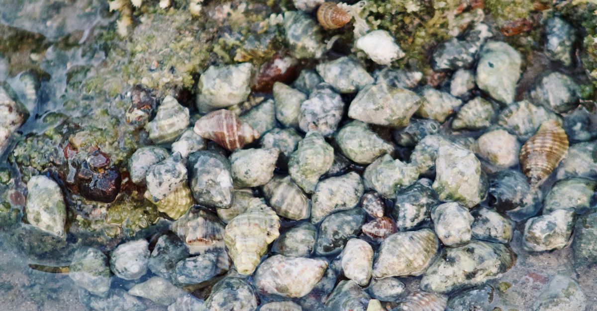 Arctic Shells Seashells and Algae on Rocky Shoreline · Free Stock Photo