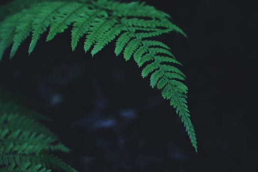 一张充满活力的绿色蕨类植物特写，背景黑暗模糊，展现了其自然的生长形态与纹理细节