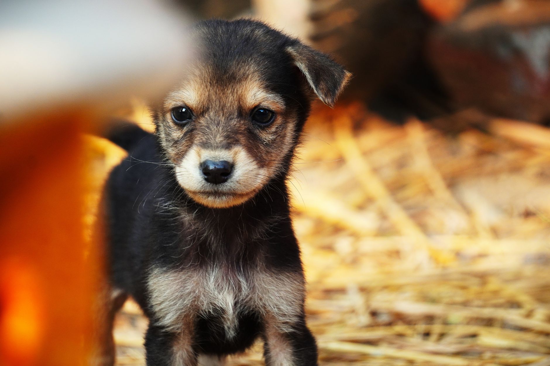 Healthcare and wellness consultation for a dog