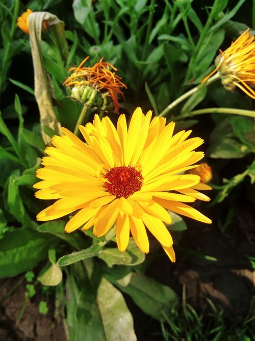 Free Close-up of a vibrant yellow marigold flower in a lush garden setting. Stock Photo