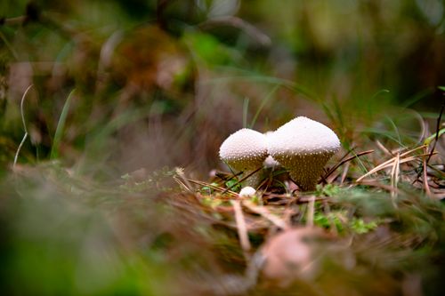 Free Detailed close-up of white puffball mushrooms nestled in a forest setting. Stock Photo