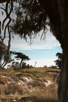 Tranquil coastal scenery featuring eucalyptus trees and lush vegetation on sandy dunes in California.