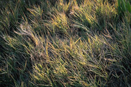 Free Close-up of sunlit beach grass swaying gently on a coastal shore, capturing a serene nature moment. Stock Photo