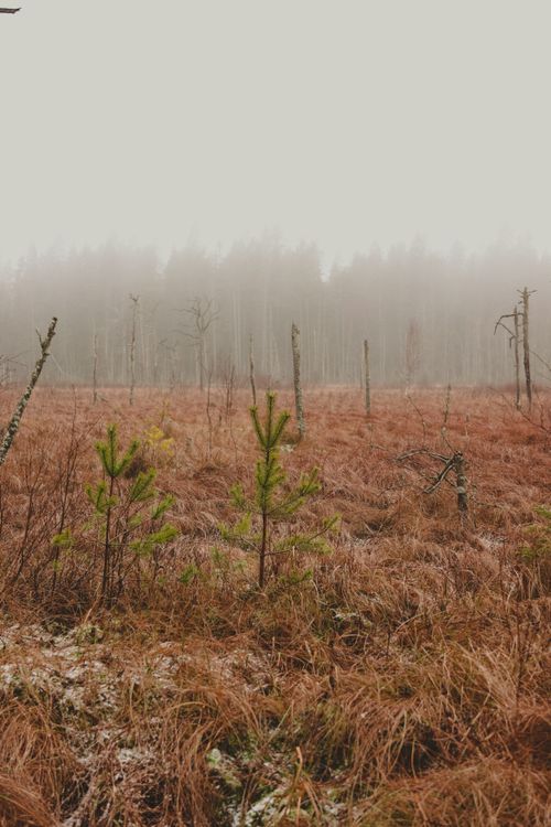 Free A serene foggy landscape in Jönköping, Sweden during winter, showcasing a tranquil rural environment. Stock Photo
