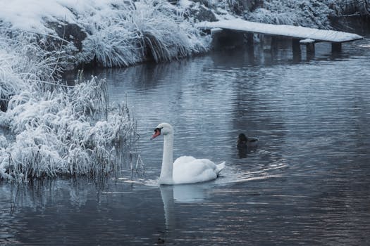 A peaceful swan glides on a snow-lined pond in a serene winter landscape in Schladming, Austria.