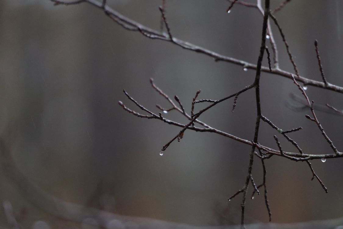 Tree Branches Raining Close-Up of Bare Branches with Rain Drops · Free Stock Photo
