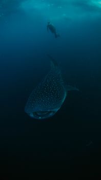 Diver swims near a majestic whale shark, captured in the deep blue waters of West Papua, Indonesia.
