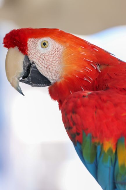 Close-up of a colorful Scarlet Macaw parrot in Naxos, Greece.