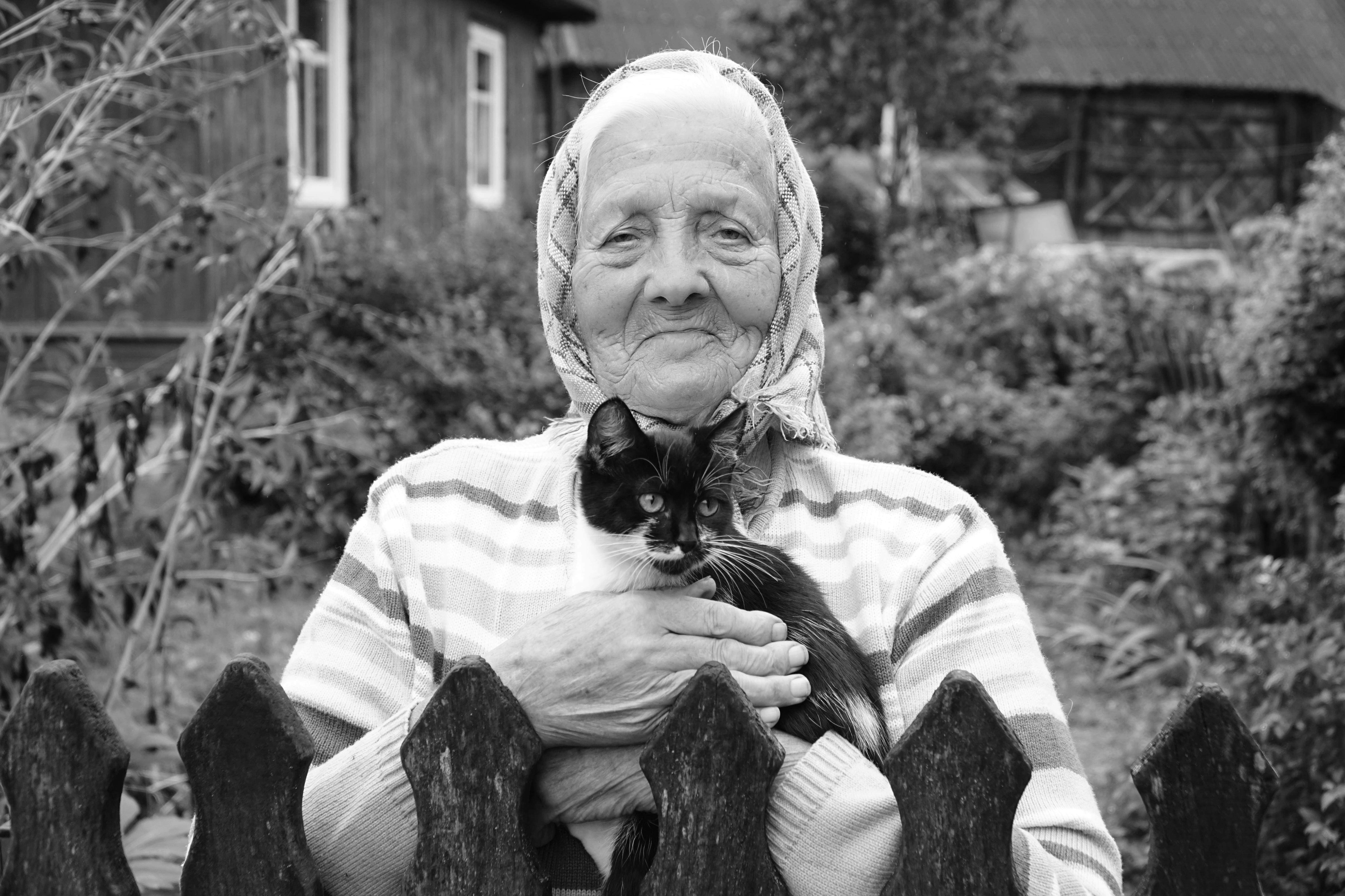 Fueling Golden Years: Best High-Protein Cat Food for Seniors 2026