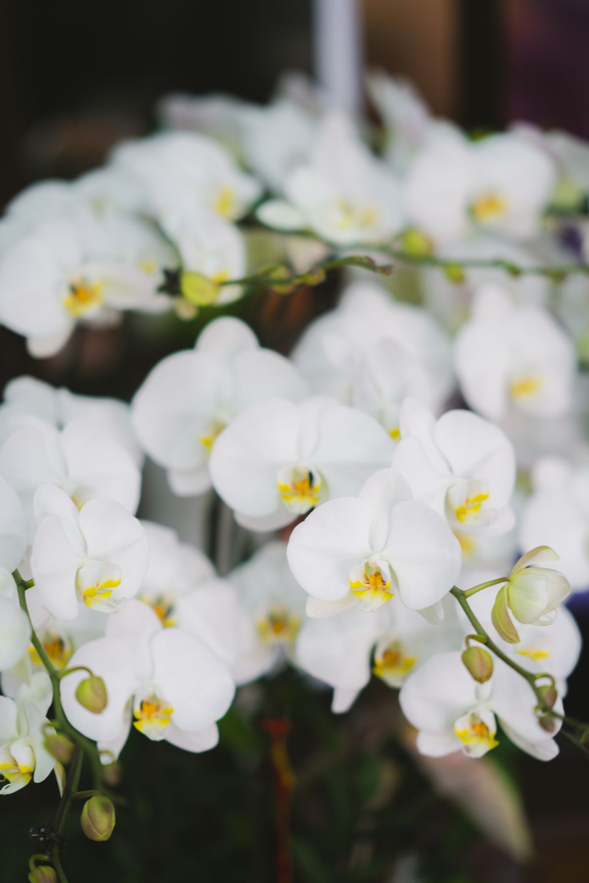 ดอกกล้วยไม้ฟาแลนอปซิสสีขาวกำลังบาน