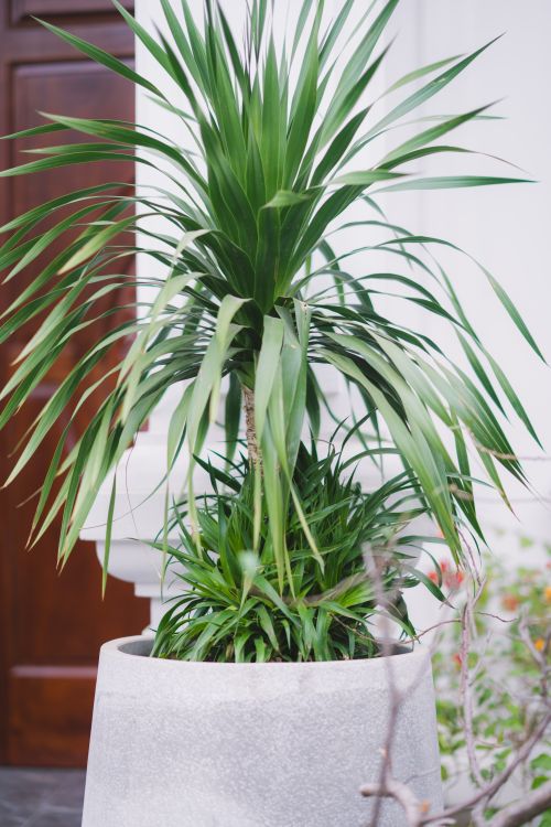 Free Close-up of a lush dracaena plant with long green leaves in a modern concrete pot. Stock Photo