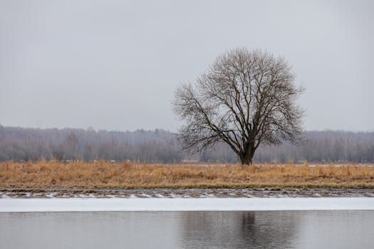 Serene landscape of a lone tree by a lake on an overcast winter day, exuding tranquility.