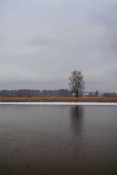 Peaceful winter scene featuring a solitary tree by a calm lake under an overcast sky.
