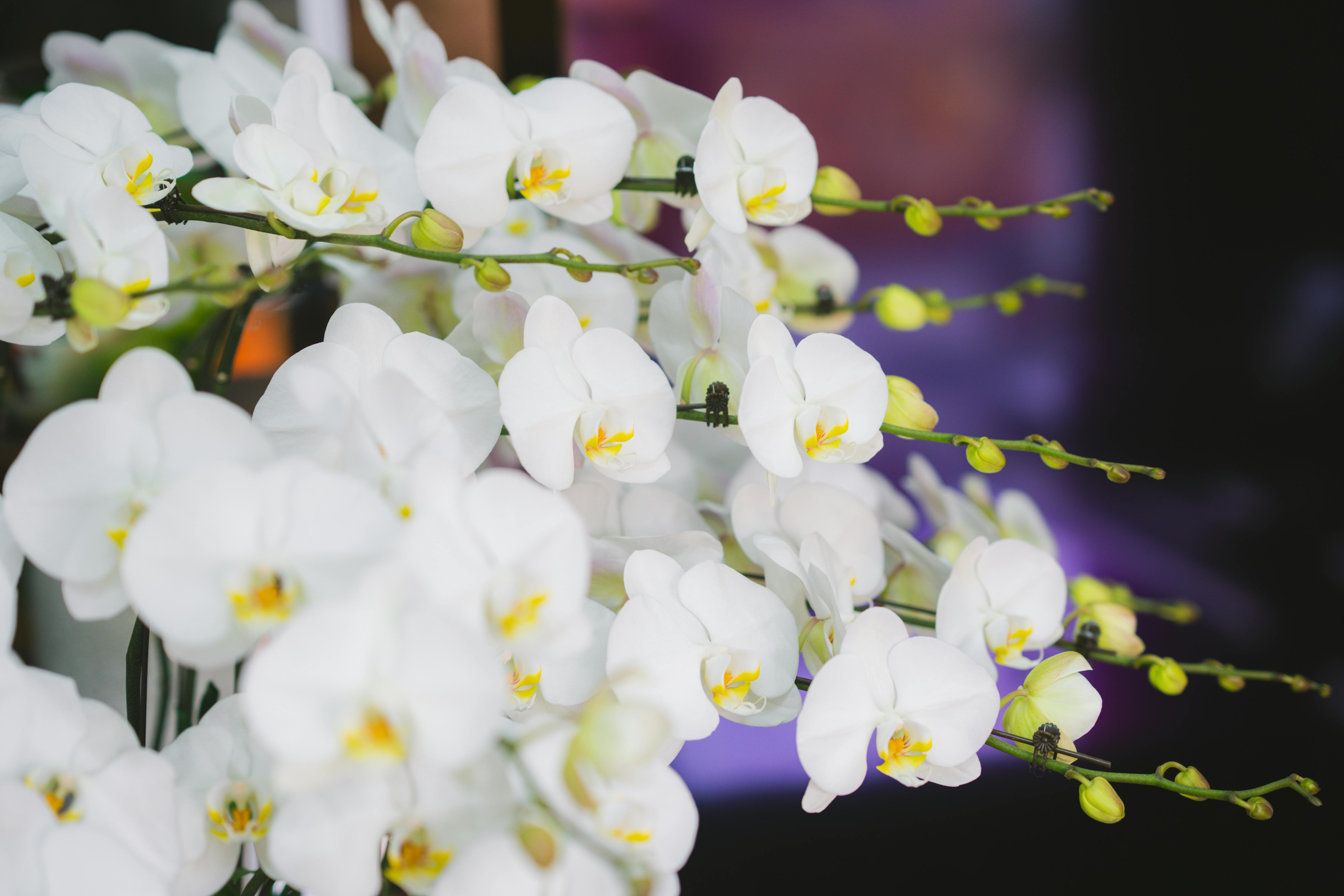 An elegant white orchid arrangement in a ceramic pot - sympathy plant gift