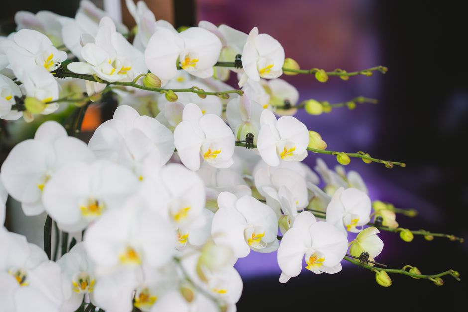 An elegant white orchid arrangement in a ceramic pot - sympathy plant gift An elegant white orchid arrangement in a ceramic pot - sympathy plant gift