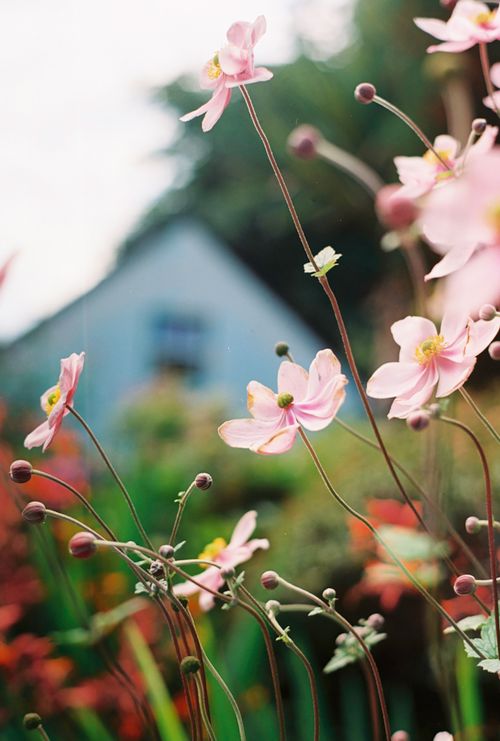 Free Delicate pink anemones bloom in a vibrant Scottish garden setting, surrounded by natural beauty. Stock Photo