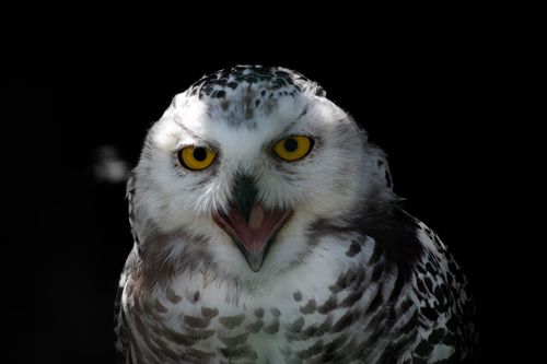Free Captivating snowy owl with piercing yellow eyes in Tyrol, Austria. Stock Photo