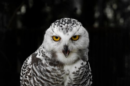 Free Intense close-up of a Snowy Owl with yellow eyes, Tyrol, Austria Stock Photo