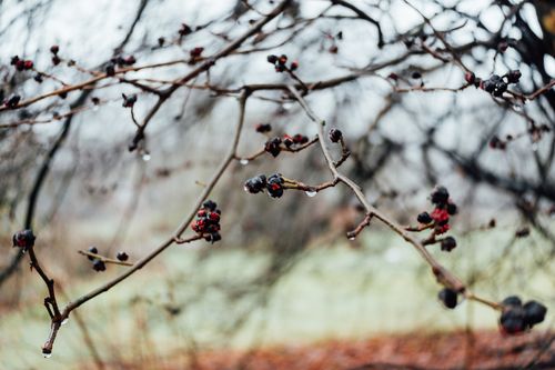 Free A close-up view of raindrop-covered branches with dark red winter berries, captured outdoors. Stock Photo