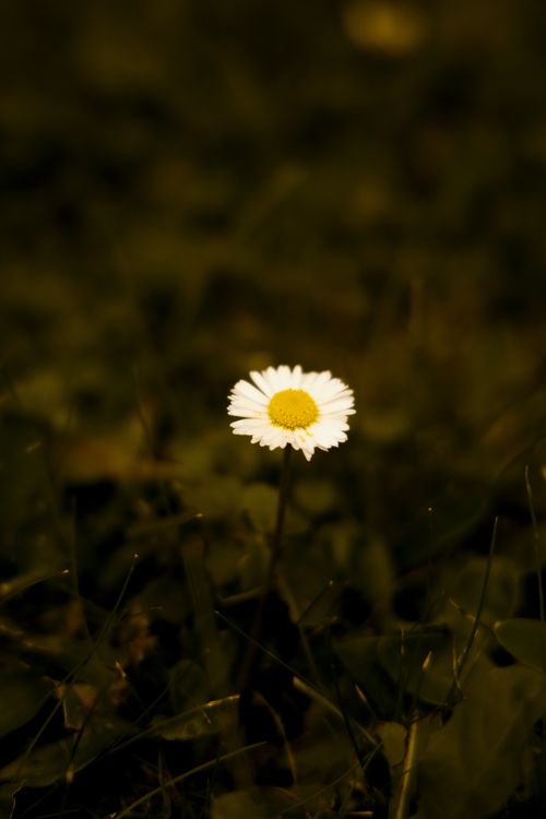 Free A single daisy bloom stands out in a dark, moody meadow, symbolizing simplicity and beauty. Stock Photo