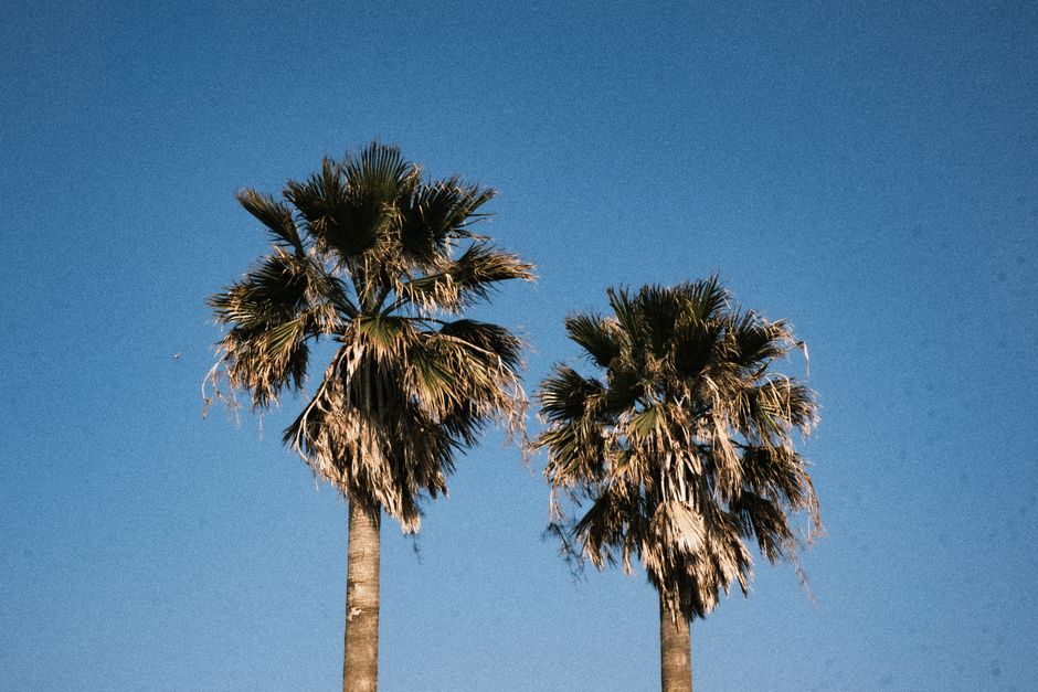 Two palm trees stand tall under a bright, clear blue sky, evoking a sense of calm.
