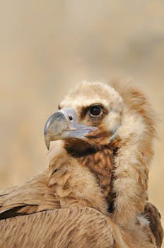 Close-up portrait of a majestic Cinereous Vulture in natural habitat, Hakkari, Türkiye.