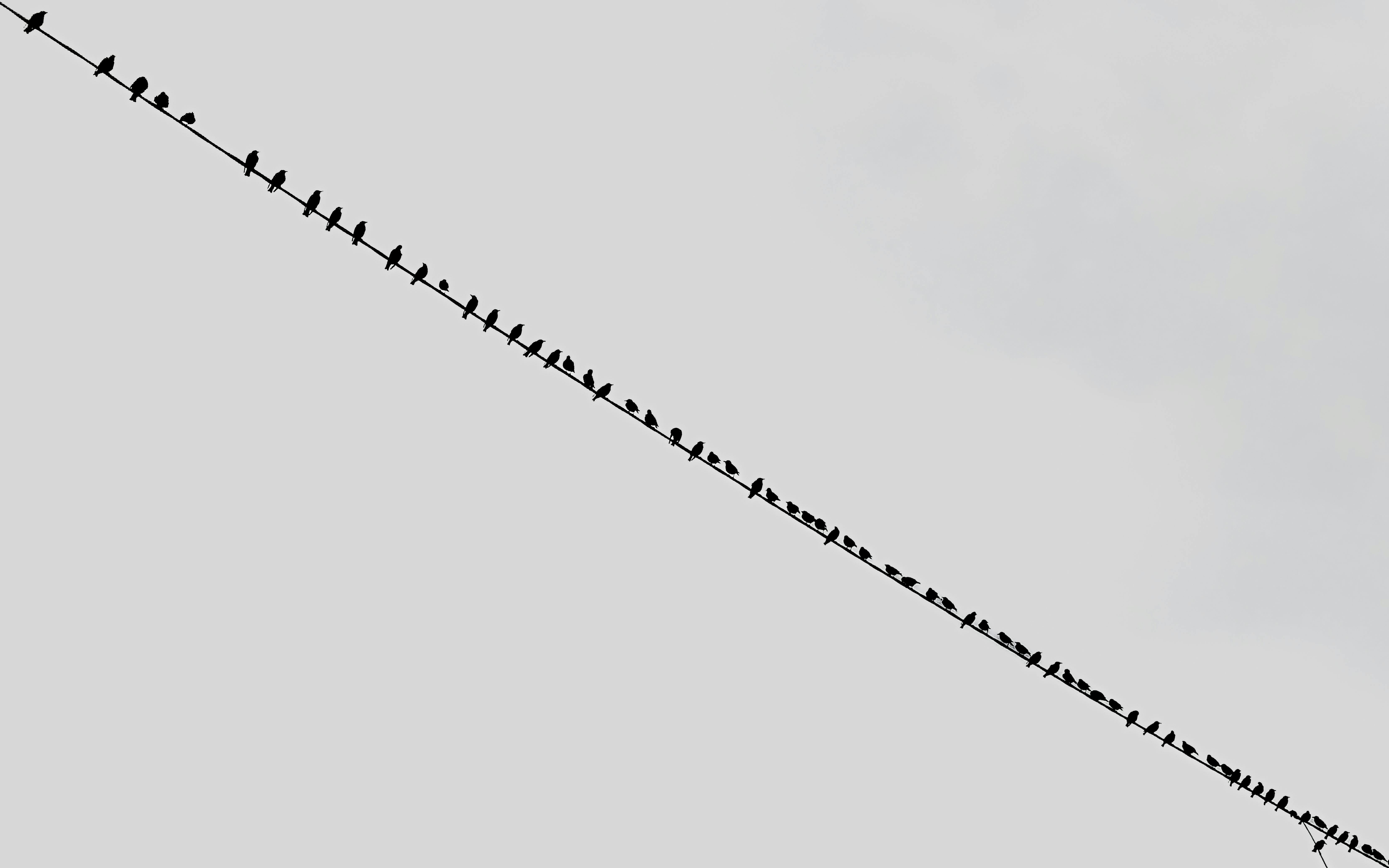 Zadarmo Minimalistická silueta vtákov posadených na diagonálnom elektrickom vedení proti sivej oblohe. Fotka z fotobanky