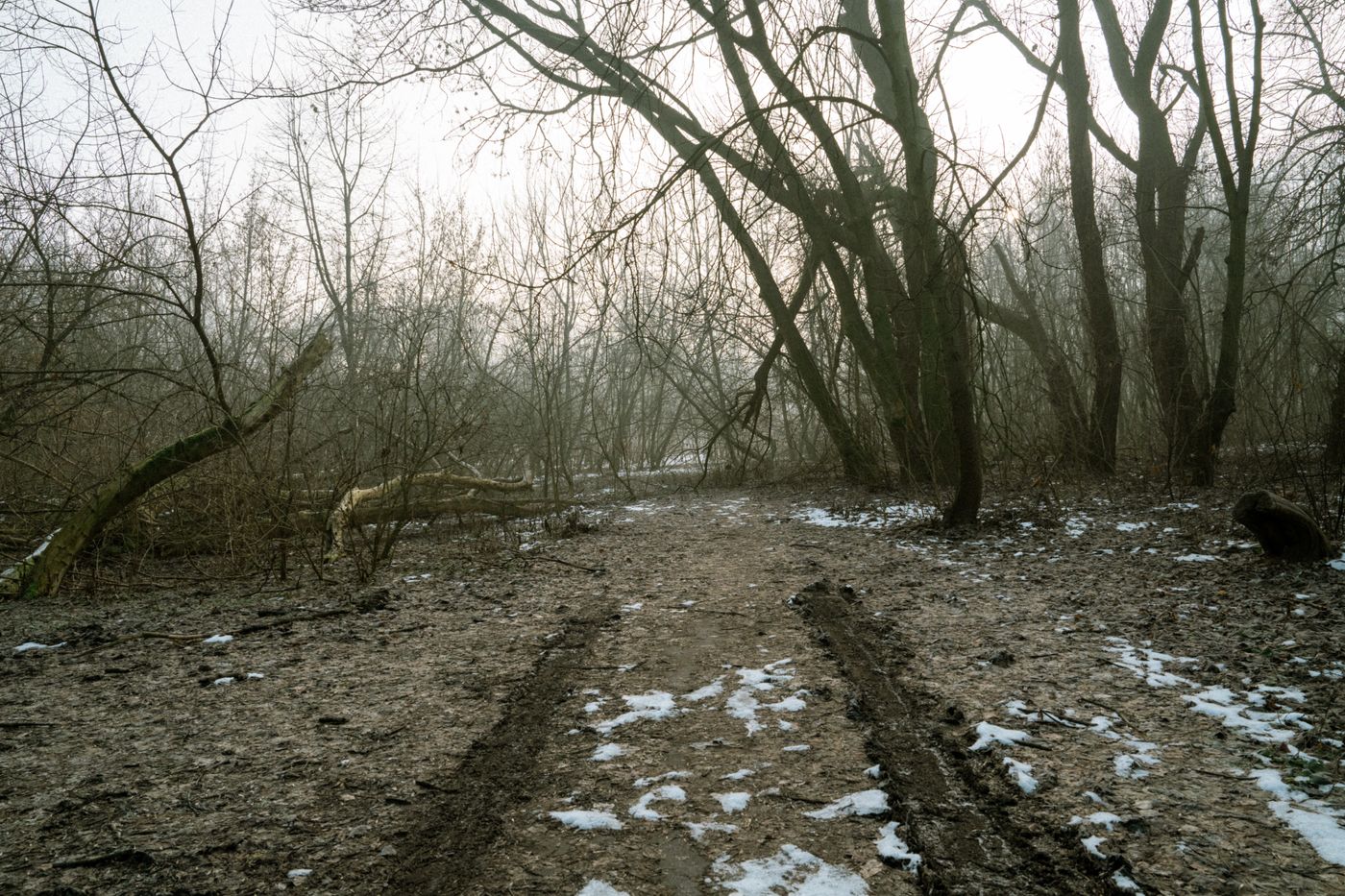 Sentier forestier enneigé en hiver, conditions typiques pour chaussures de trail hivernales