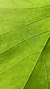 Macro photograph showing intricate leaf veins and texture in bright green.
