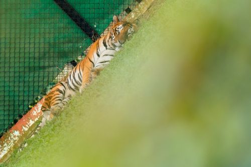 Free Sleeping Tiger 🐅 Stock Photo