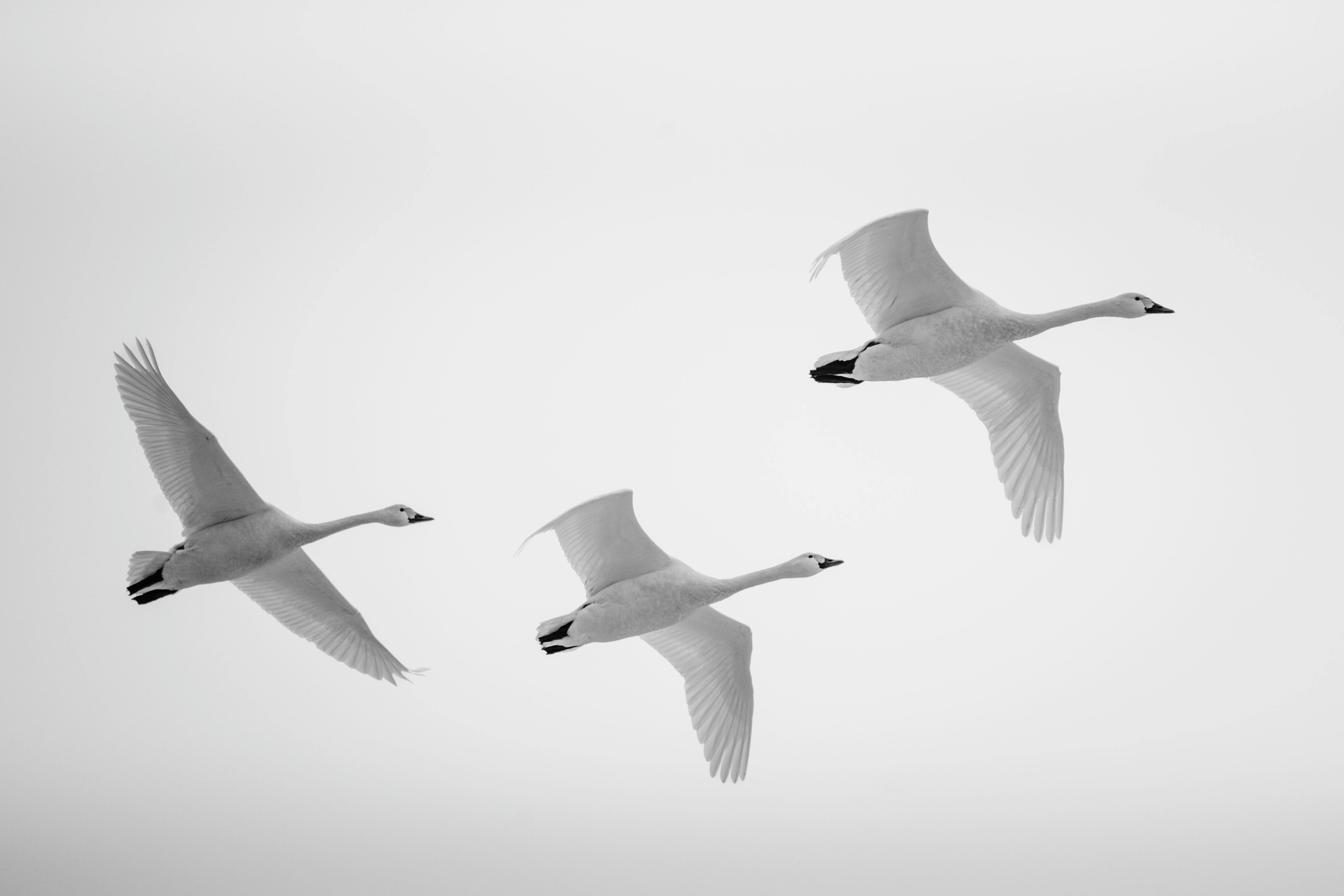 A Birdwatcher's Mecca: Identifying Feathers and Flight Patterns