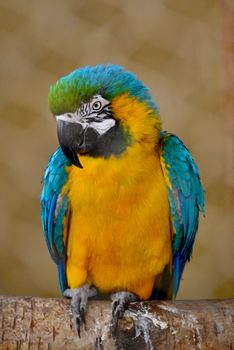 parrot photo