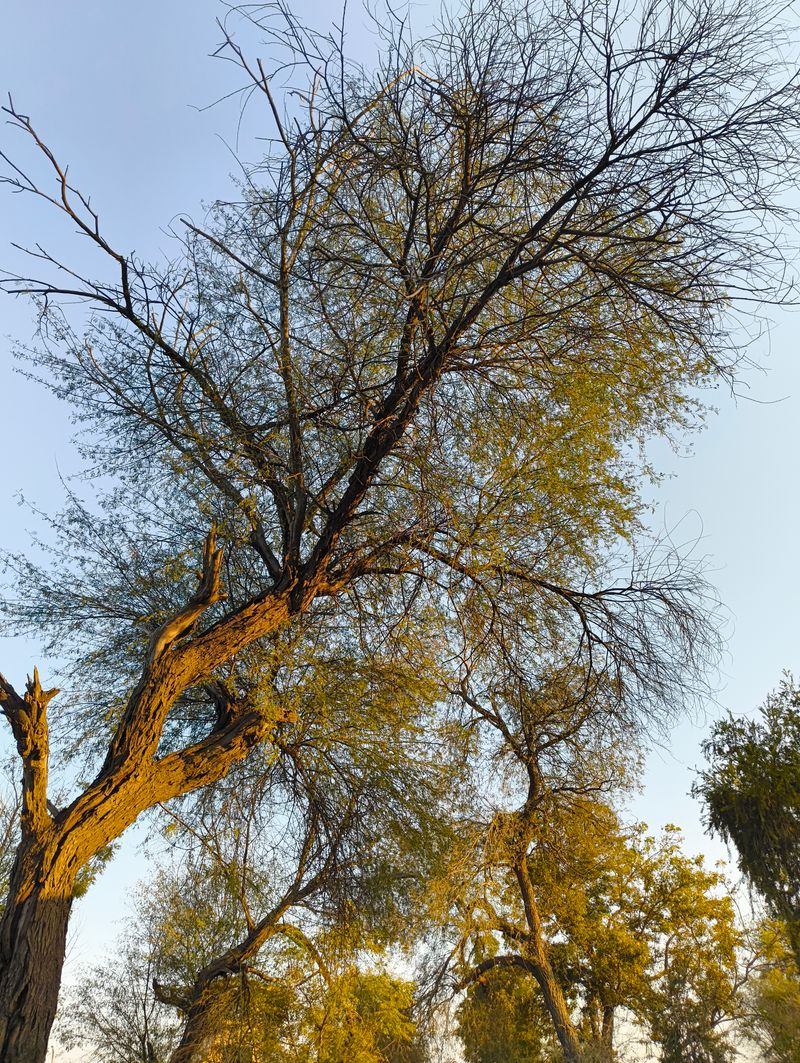 Tree Trunks Photos, Download The BEST Free Tree Trunks Stock Photos ...