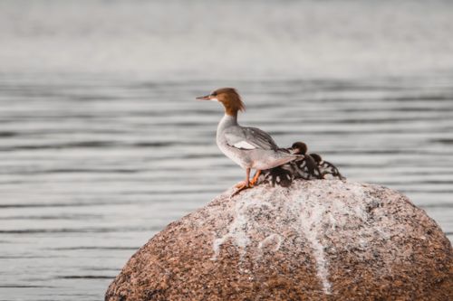 Free A merganser family perched on a rock by a calm lake, capturing nature's tranquility. Stock Photo